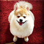 ✩︎⡱m様ご購入専用カート✩︎⡱