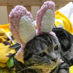 猫用帽子 うさぎ