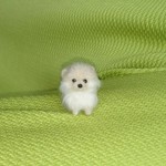 ポメラニアン クリーム パピー羊毛フェルト