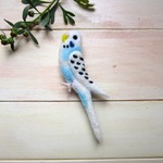 ちらっとセキセイインコ（パイド）