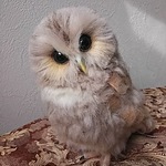 送料込みフクロウのヒナ