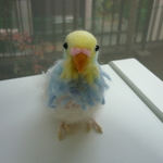 ひなひな時代のセキセイインコ