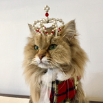 新作【犬猫用】なりきりクラウン　ショーケース付き☆　  ルビー