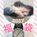 1/15まで限定数福袋♡最高級北欧産SAGAフォックス50g