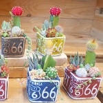 【大人気・再再再販】サボテン＆多肉植物寄せ植え 