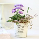 *スカビオサとピンクリーフの寄せ植え*
