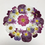 パーツ屋さん専用天然押し花素材  84