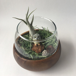 おまもりフクロウ エアプランツつき