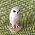 フクロウのシロタさん