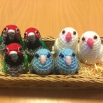 ro-zuringoさまご注文専用ページ:  バライロビタイウロコちゃん&マメルリハちゃん&白文鳥ちゃんセット