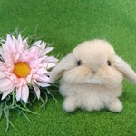 赤ちゃんうさぎ (ロップ・クリーム)