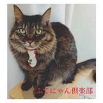 いちご柄蝶ネクタイ猫ちゃんの首輪