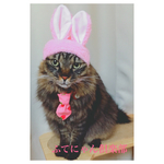 いちご柄蝶ネクタイ猫ちゃんの首輪