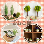 むむこ様✩︎ミニチュアプラントセット