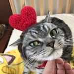 再販！猫用帽子 バレンタイン