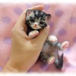 おねがいにゃんこＮｏ．３