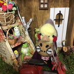 初売りセールオカメなフェルさん