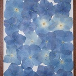 押し花商品【アジサイ　　24輪】