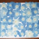 押し花商品【アジサイ　　35輪程】