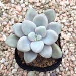 グラプトペタルム/だるま秋麗/2号/多肉植物