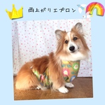 コーギー　雨上がりエプロン＊花柄BROWN