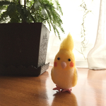 よちよち歩きのオカメちゃん