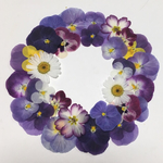 天然押し花素材  90