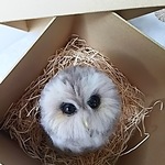 【再版】☆送料込み☆箱の中のフクロウのヒナ