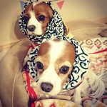 中型犬用スヌード　緑唐草模様