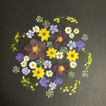 押し花  花便り NO.447