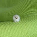 ちびちびポメラニアン クリーム パピー羊毛フェルト