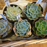miyaさん苗⭐️5個セットD⭐️エケべリア⭐️多肉植物