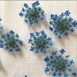 在庫限り❗️レースフラワー20枚(スカイブルー)押花/ハンドメイド♡1〜3cm(๑>◡<๑)
