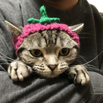 猫用帽子 なすび