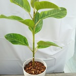 送料無料！アルテシマ6寸観葉植物