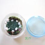 箱庭キノコ・菌輪　２