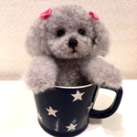 カップinシルバーのプードル