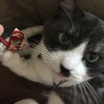 猫ちゃんのおもちゃ　和柄のまきびし