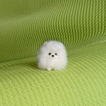 ポメラニアン ホワイト パピー羊毛フェルト