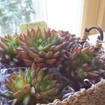 レインスター⭐️エケべリア⭐️多肉植物