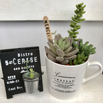 多肉植物 フェイク 寄せ植え アレンジ マグカップ