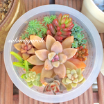 【多肉植物】カット苗 カラフル詰め合わせ