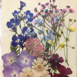 押し花 素材