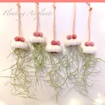 Floating Airplants～キュートクラゲ～エアプランツ ウスネオイデス アレンジ 観葉植物