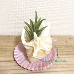 多肉植物のシェルポット