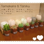 【uni-pepper様専用】世界に1つだけのたまからちゃん4個 穴自立、多肉植物1つ【ピンク、イエロー、ブラウン、ベージュ】0121