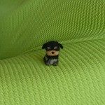 ちびちびヨークシャーテリア パピー 羊毛フェルト