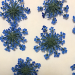 レースフラワー(マリンブル))20枚/押花🌼ハンドメイド