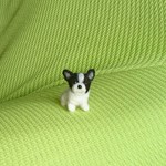フレンチブルドッグ パイド パピー羊毛フェルト