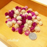 【訳あり】千日紅センニチコウのドライフラワー⭐️ヘッド60個⭐️ミックスカラー